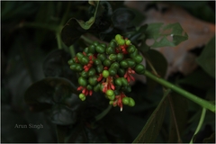 Rauvolfia serpentina